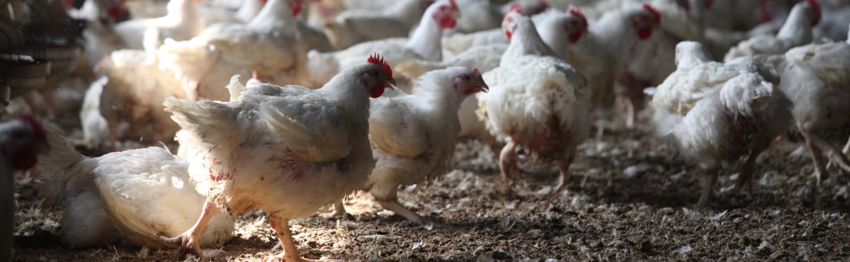 Amadori, italské potraviny