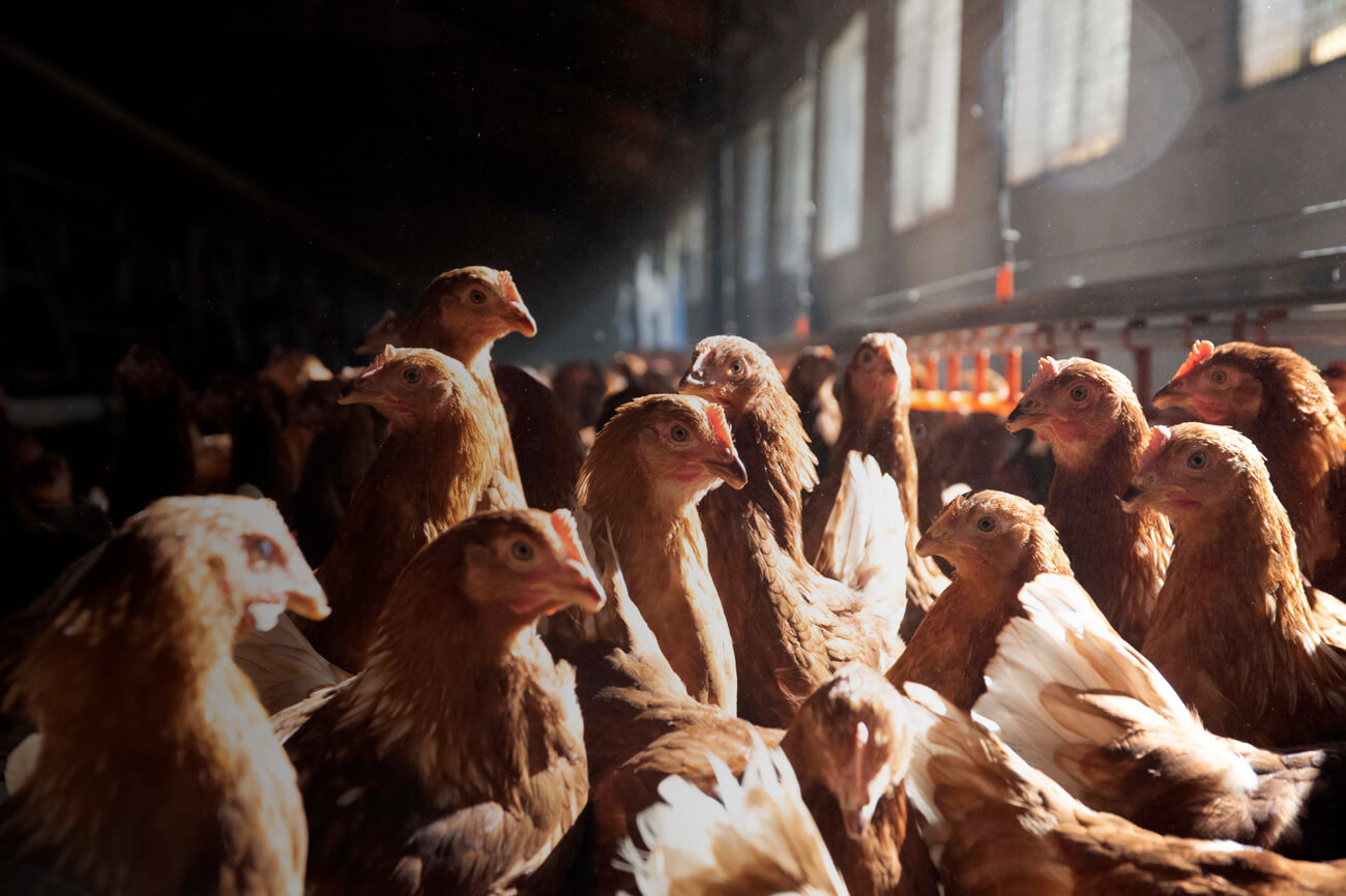 Rosales, BIO vejce, kuřecí maso